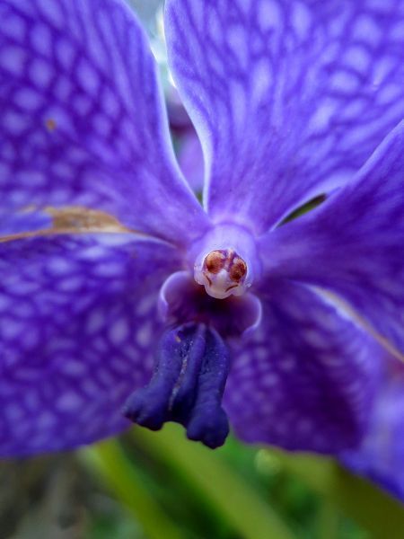 6 orchids_600.jpg