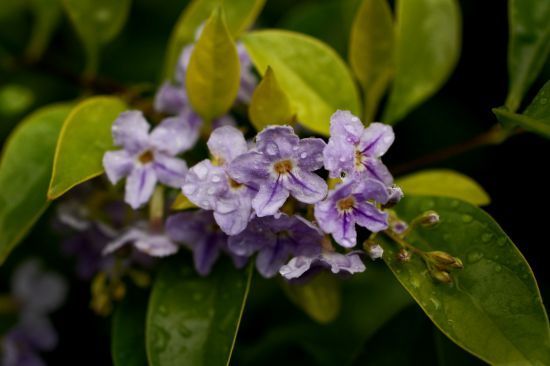 Dew drops natur_550.jpg