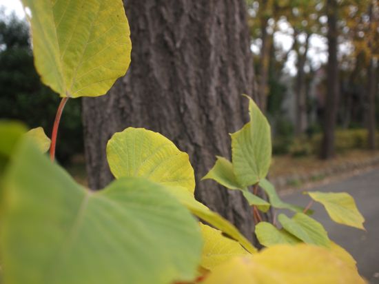 P1011371_550.jpg