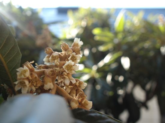 P1011474_550.jpg