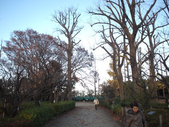 P1011516_550.jpg