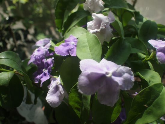 P1011763_550.jpg