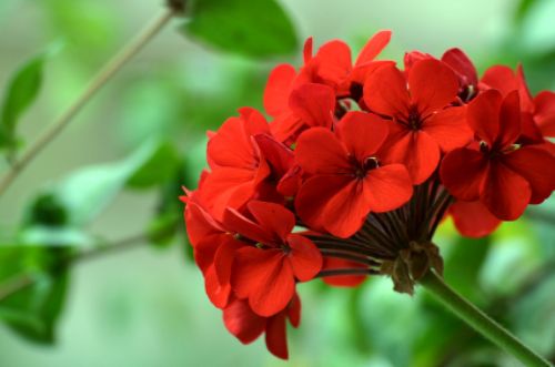 Pelargonium_500.jpg
