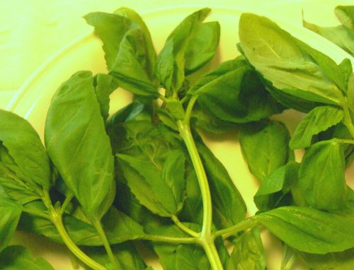 basil_500.jpg